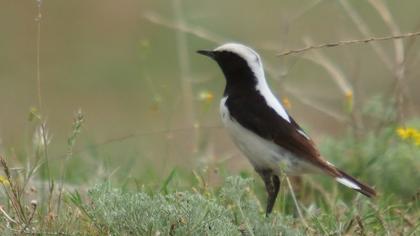 Aksırtlı kuyrukkakan