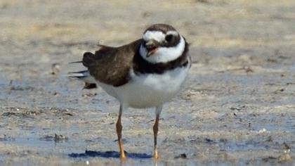 Common Ringed Plover