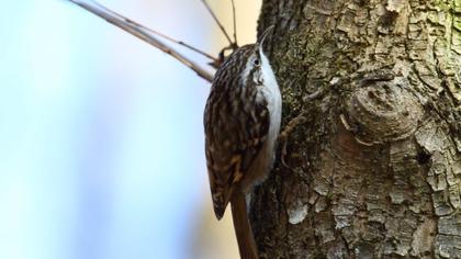 Orman tırmaşıkkuşu