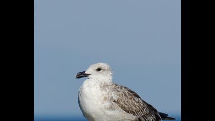Yellow-legged Gull