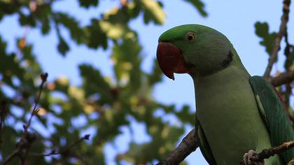 Alexandrine Parakeet