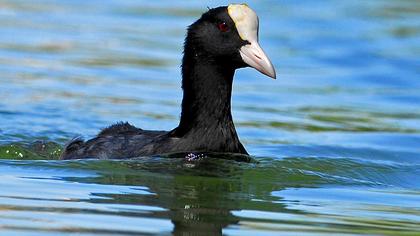 Eurasian Coot