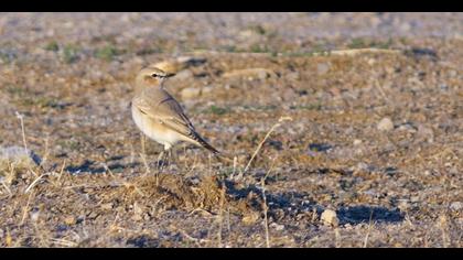 Isabelline Wheatear