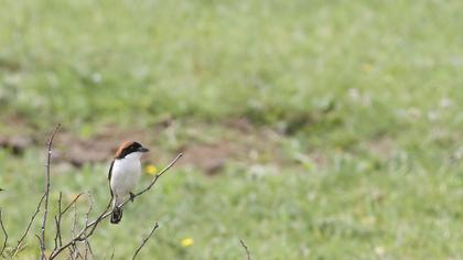 Kızılbaşlı örümcekkuşu