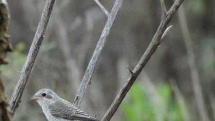 Kızılsırtlı örümcekkuşu