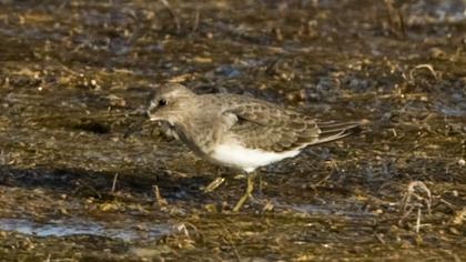 Sarıbacaklı kumkuşu