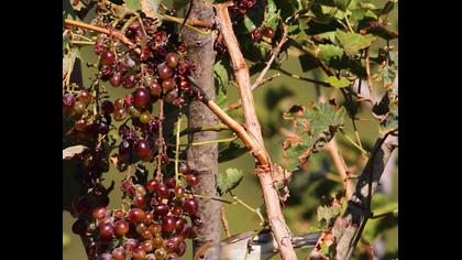 Karabaşlı ötleğen