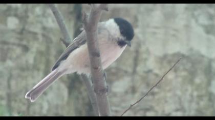 Kayın baştankarası