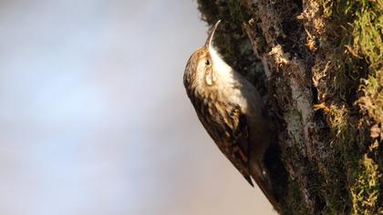 Bahçe tırmaşıkkuşu