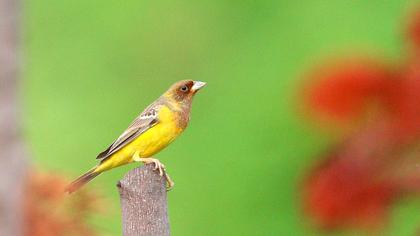 Kızılbaşlı kirazkuşu