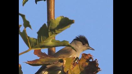 Karabaşlı ötleğen