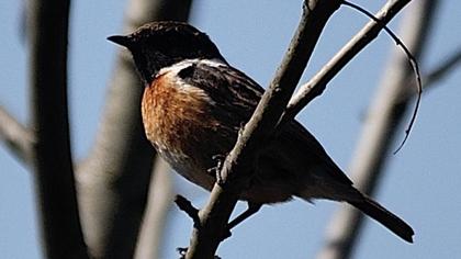 European Stonechat