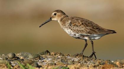 Karakarınlı kumkuşu