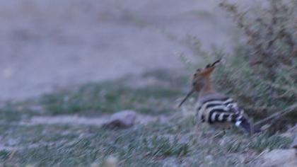 Eurasian Hoopoe