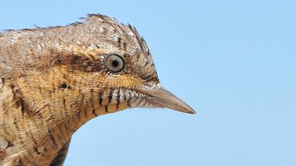 Eurasian Wryneck