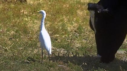 Sığır balıkçılı