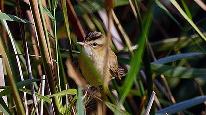 Kındıra kamışçını