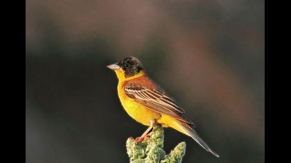 Karabaşlı kirazkuşu