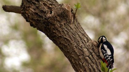 Orman alaca ağaçkakanı