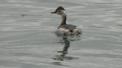 Karaboyunlu batağan