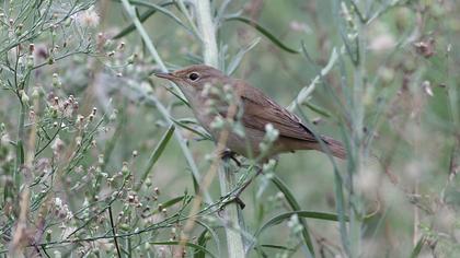 Çalı kamışçını