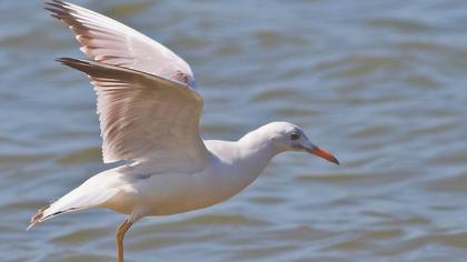 Slender-billed Gull