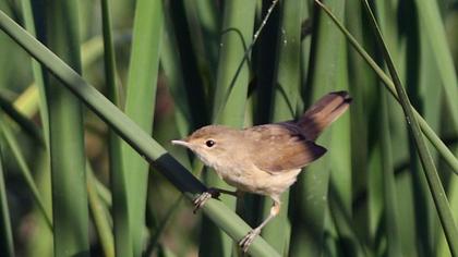 Eurasian Reed Warbler