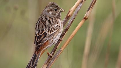 Akbaşlı kirazkuşu