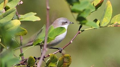 Küçük akgerdanlı ötleğen