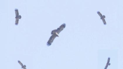 Küçük orman kartalı