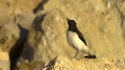 Aksırtlı kuyrukkakan