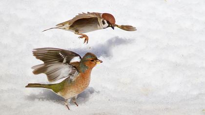 Common Chaffinch
