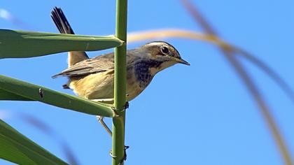 Bluethroat