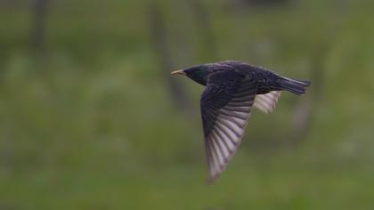 Common Starling