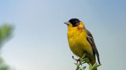 Karabaşlı kirazkuşu