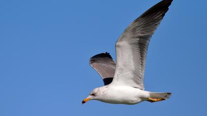 Van gölü martısı