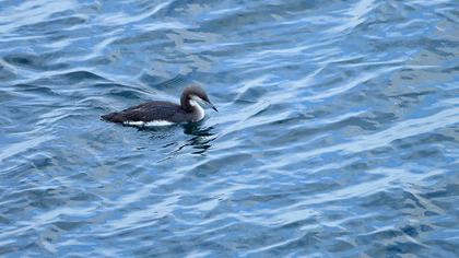Karagerdanlı dalgıç