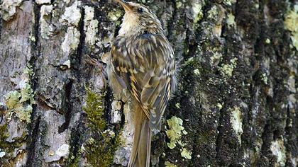 Bahçe tırmaşıkkuşu