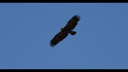 Küçük orman kartalı