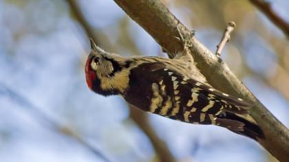 Küçük ağaçkakan