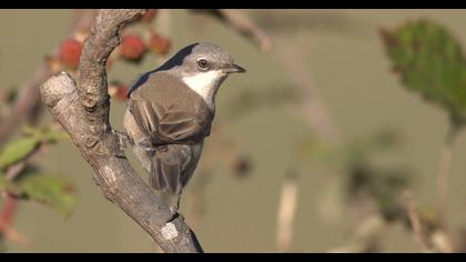 Küçük akgerdanlı ötleğen