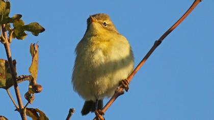 Common Chiffchaff