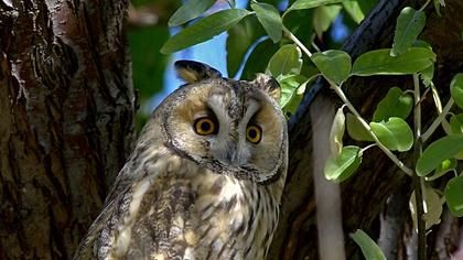 Kulaklı orman baykuşu