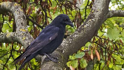 Avrupa leş kargası