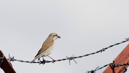 Kızılsırtlı örümcekkuşu