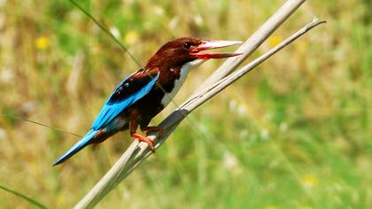 İzmir yalıçapkını