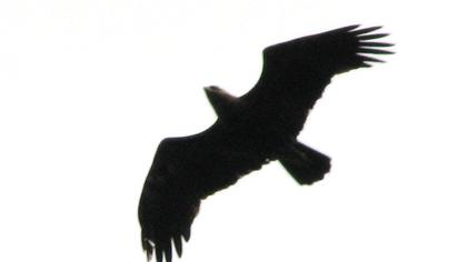 Küçük orman kartalı