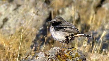 Aksırtlı kuyrukkakan