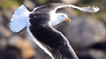 Büyük karasırtlı martı