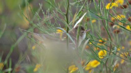 Eurasian Reed Warbler